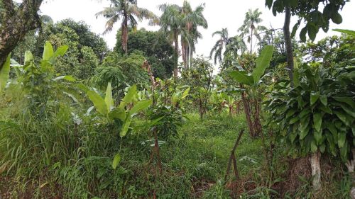 Di Jual Tanah Di Kabupaten Bogor Plus Kebun Buah